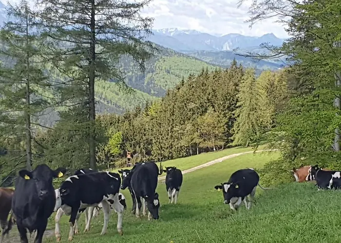 Apartment Holzhaus Zum Schwarz'n *