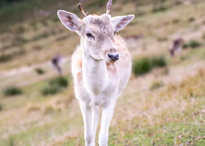 Holzhaus Zum Schwarz'n Apartment *